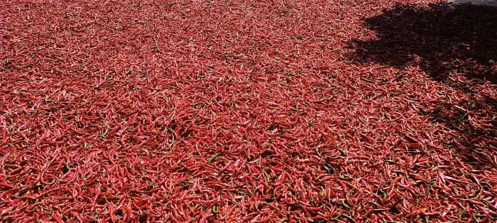 فلفل|خوردنی و آشامیدنی|پاسارگاد, |دیوار