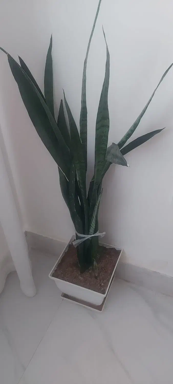 فروش گل طبیعی|گل و گیاه طبیعی|یاسوج, |دیوار