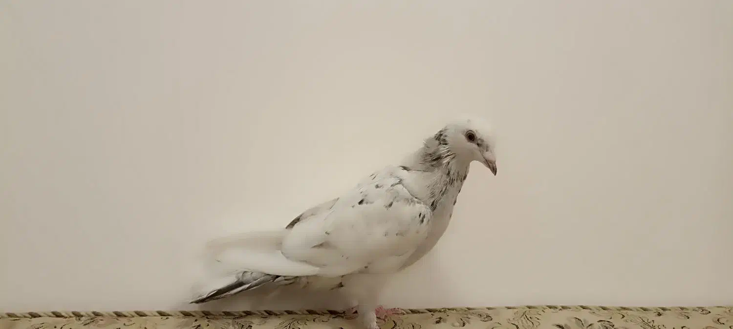 کبوتر شهری و سرور|پرنده|مرودشت, بیست متری بیمارستان|دیوار