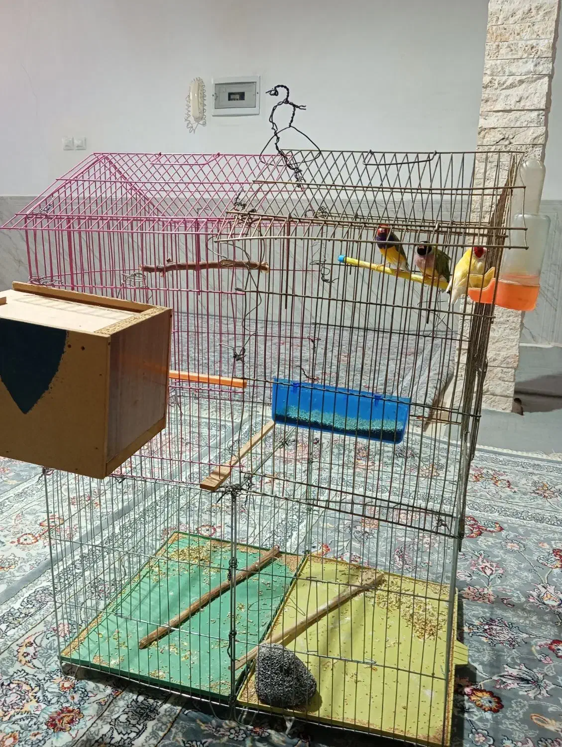 فروش پرنده گلدین|پرنده|کوهدشت, |دیوار