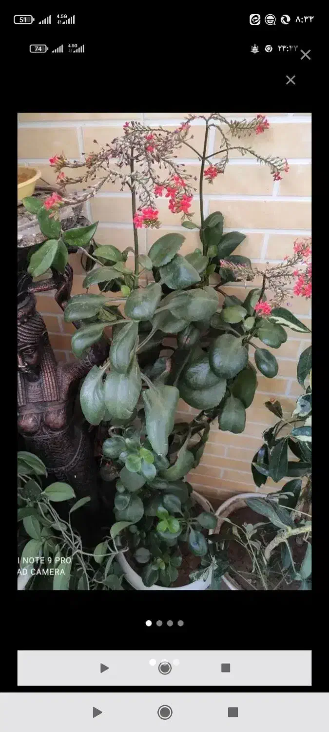 گل طبیعی|گل و گیاه طبیعی|شهرکرد, |دیوار