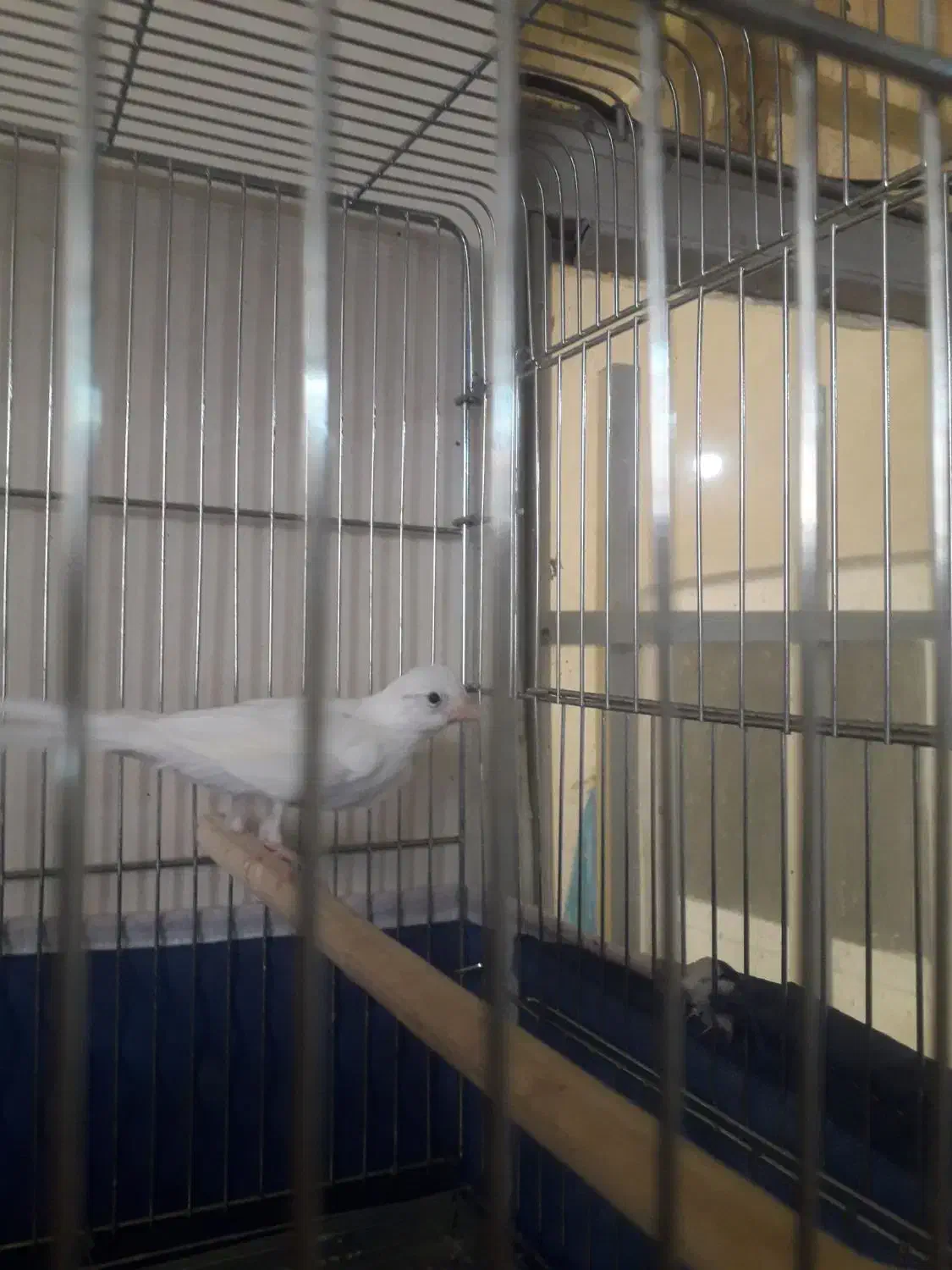 قناری نر سفید جوان سه دانگ|پرنده|کرمانشاه, |دیوار