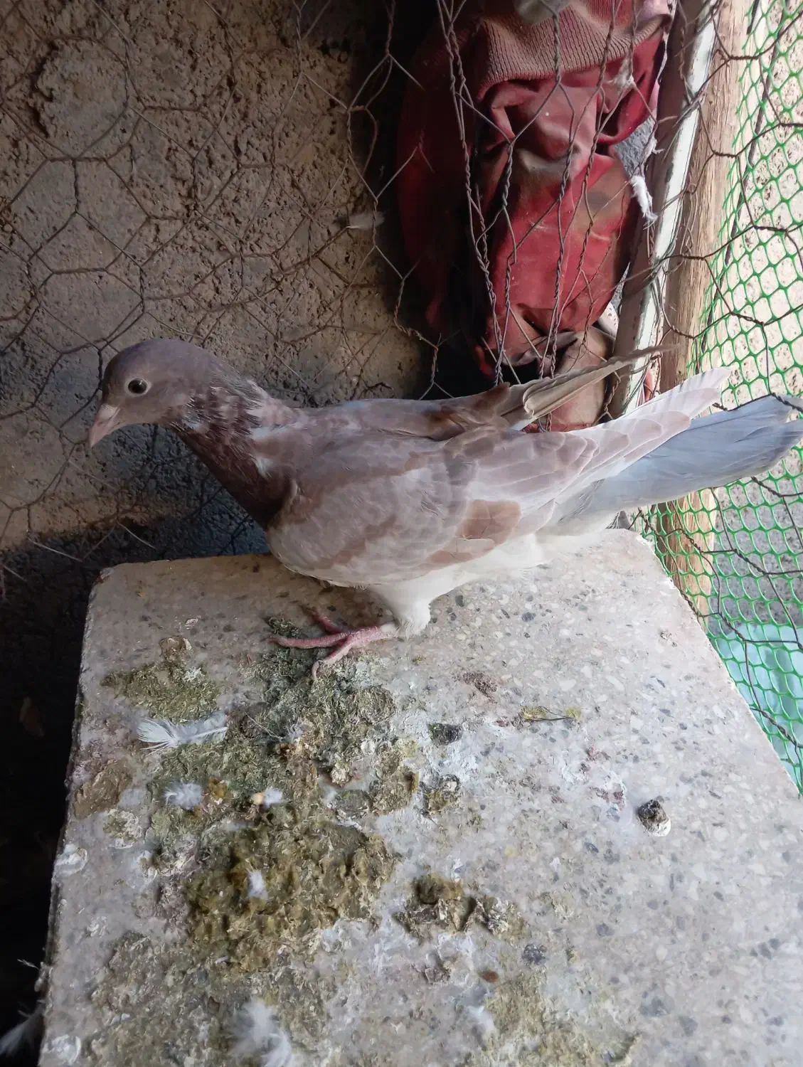 کبوتر پرشی|پرنده|سبزوار, شرق کال شمالی|دیوار