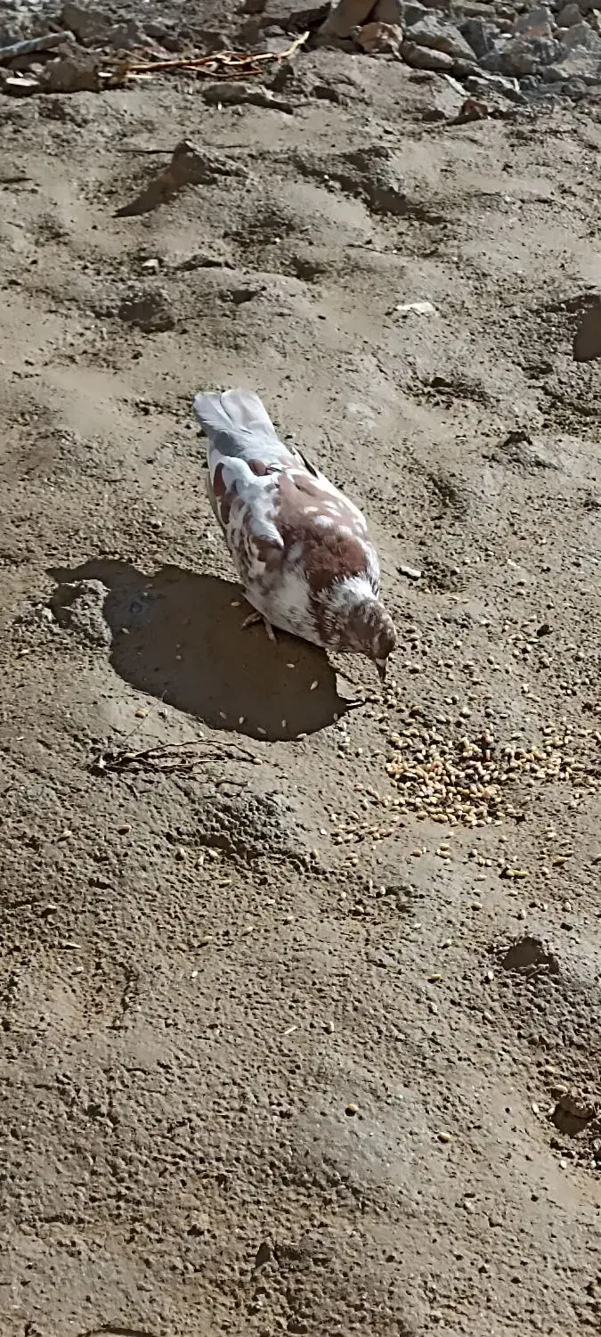 کبوتر سالم است|پرنده|بندر ترکمن, |دیوار