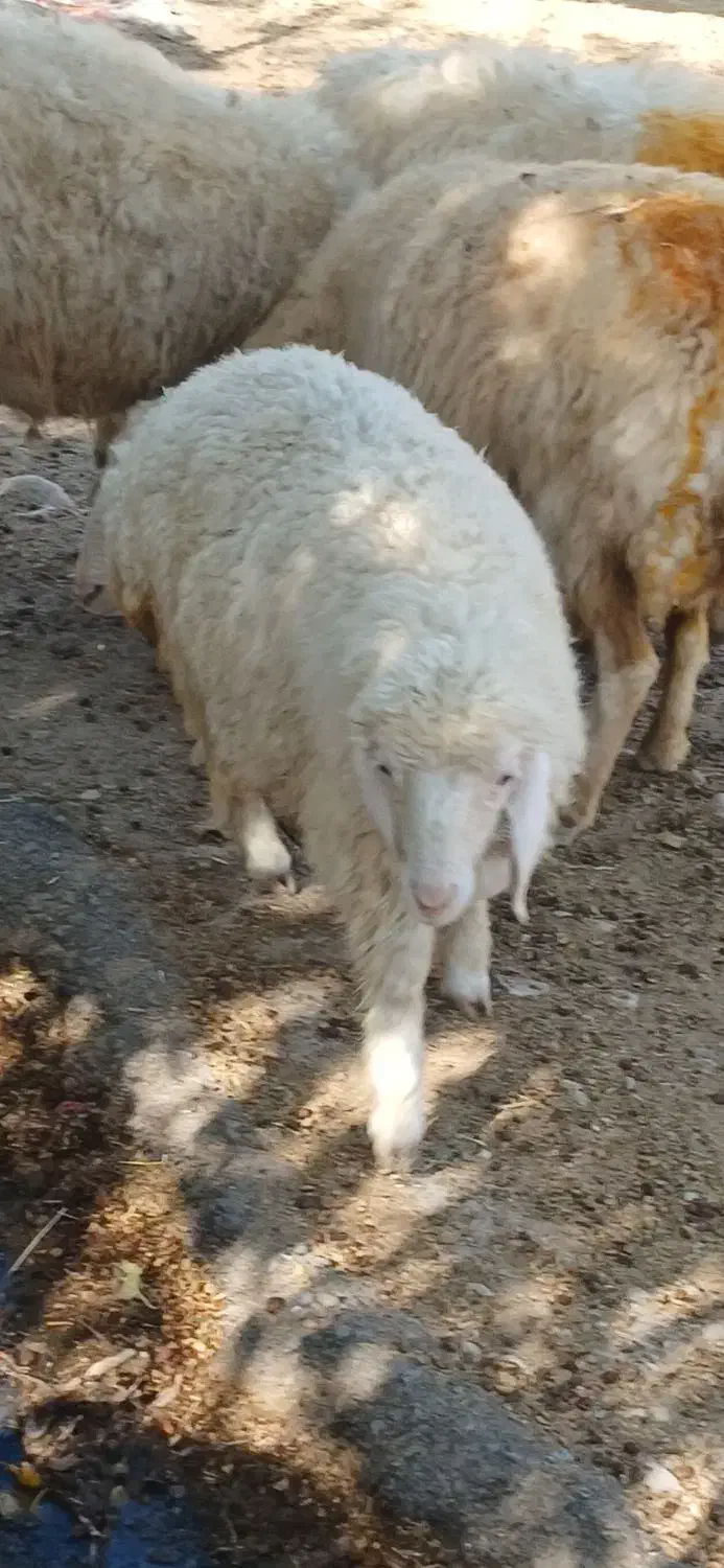 بره|حیوانات مزرعه|چوار, |دیوار