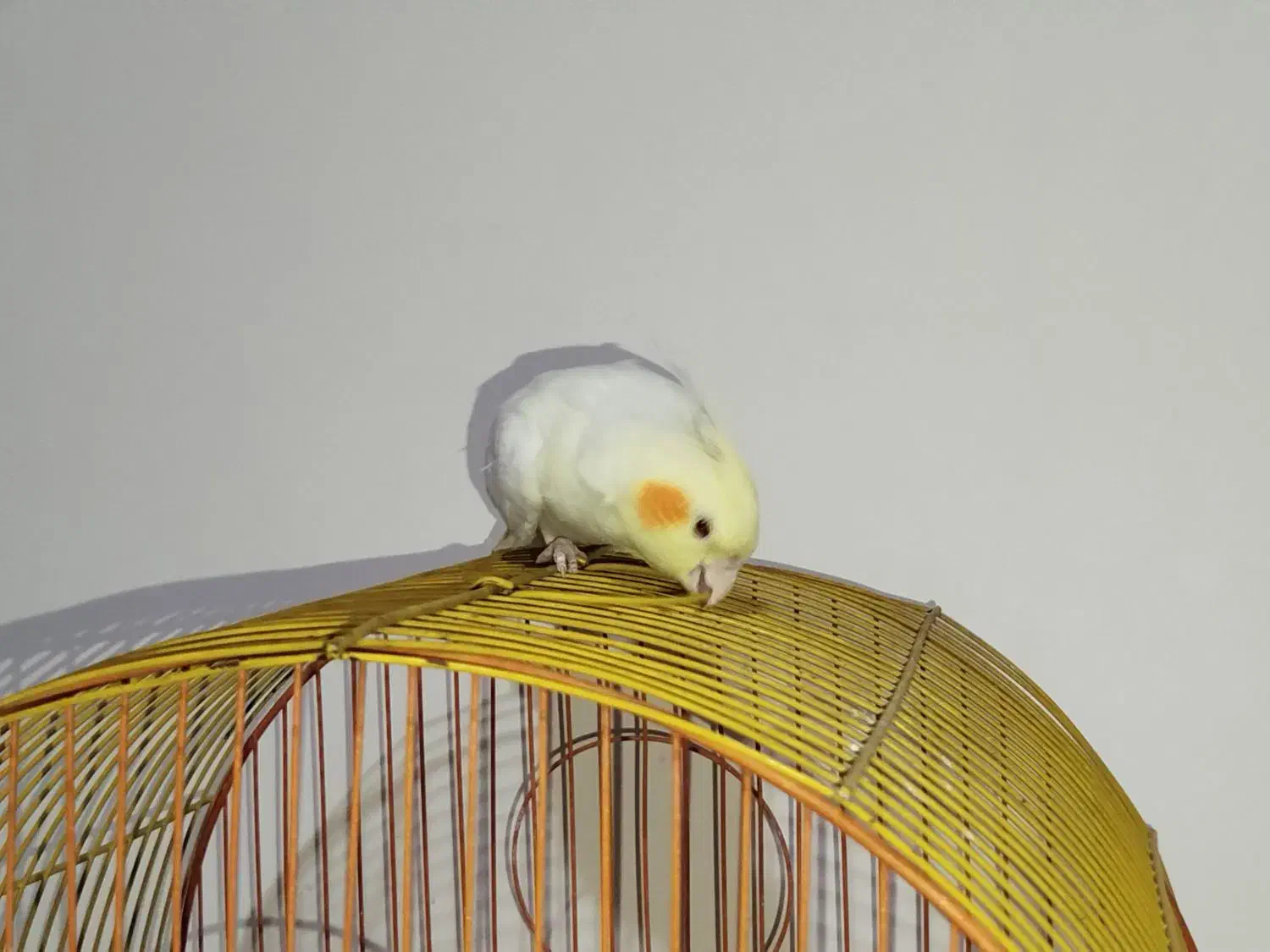 فروش عروس هلندی|پرنده|فولادشهر, C3|دیوار