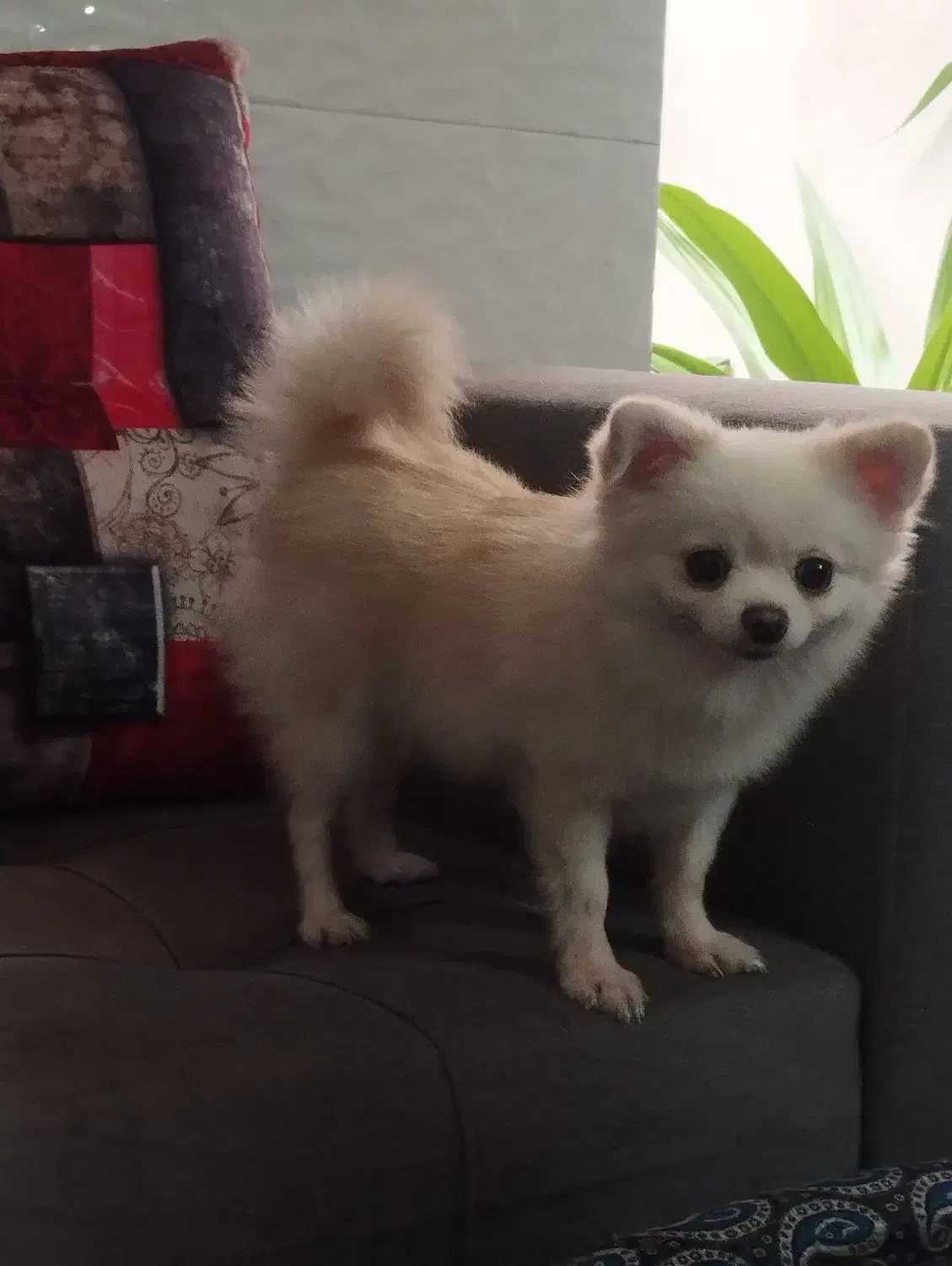 سگ پامرین|سگ|یزد, |دیوار