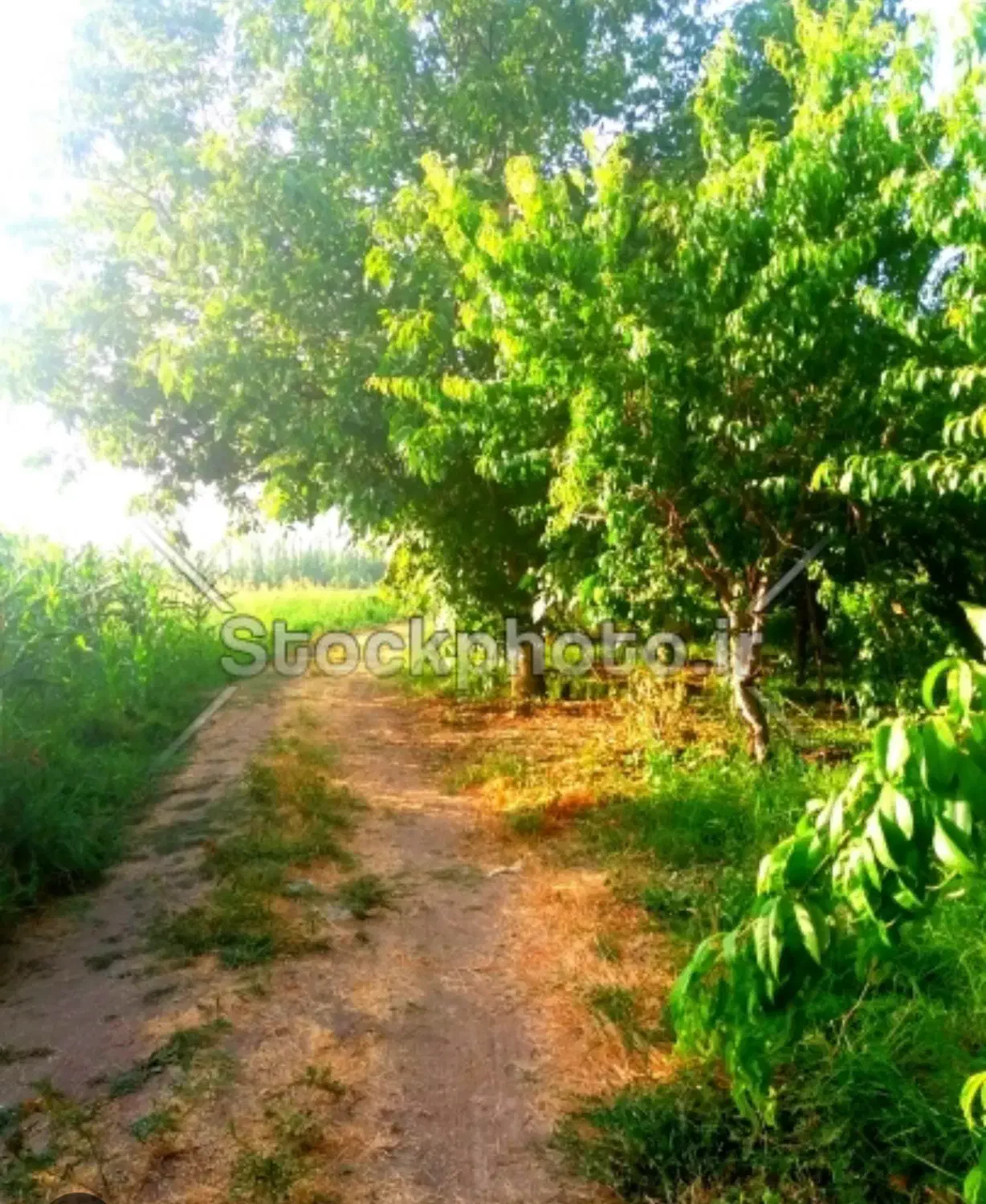 کارگر باغ|استخدام سرایداری و نظافت|جیرفت, |دیوار