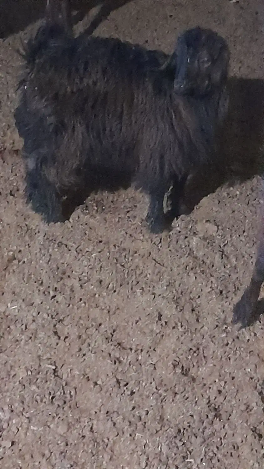 بزکهره دار ومیش بره دار وبزخشک|حیوانات مزرعه|مرودشت, ده بید|دیوار