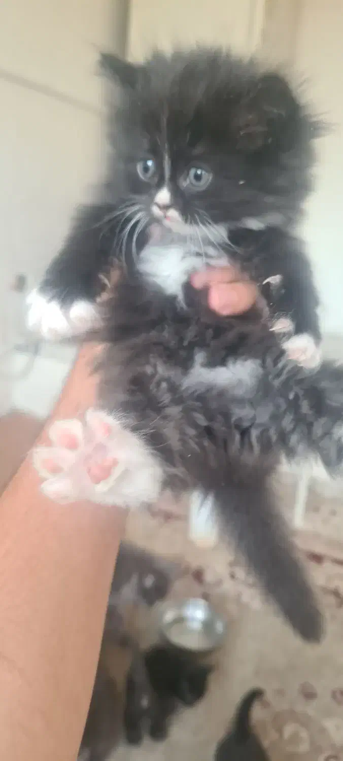 گربه|گربه|نیشابور, هفده شهریور|دیوار