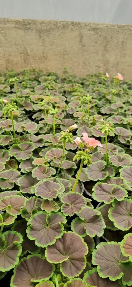 طرح تعویض کتاب وبرگه باطله با گل و گلدان|گل و گیاه طبیعی|اهواز, بعثت|دیوار