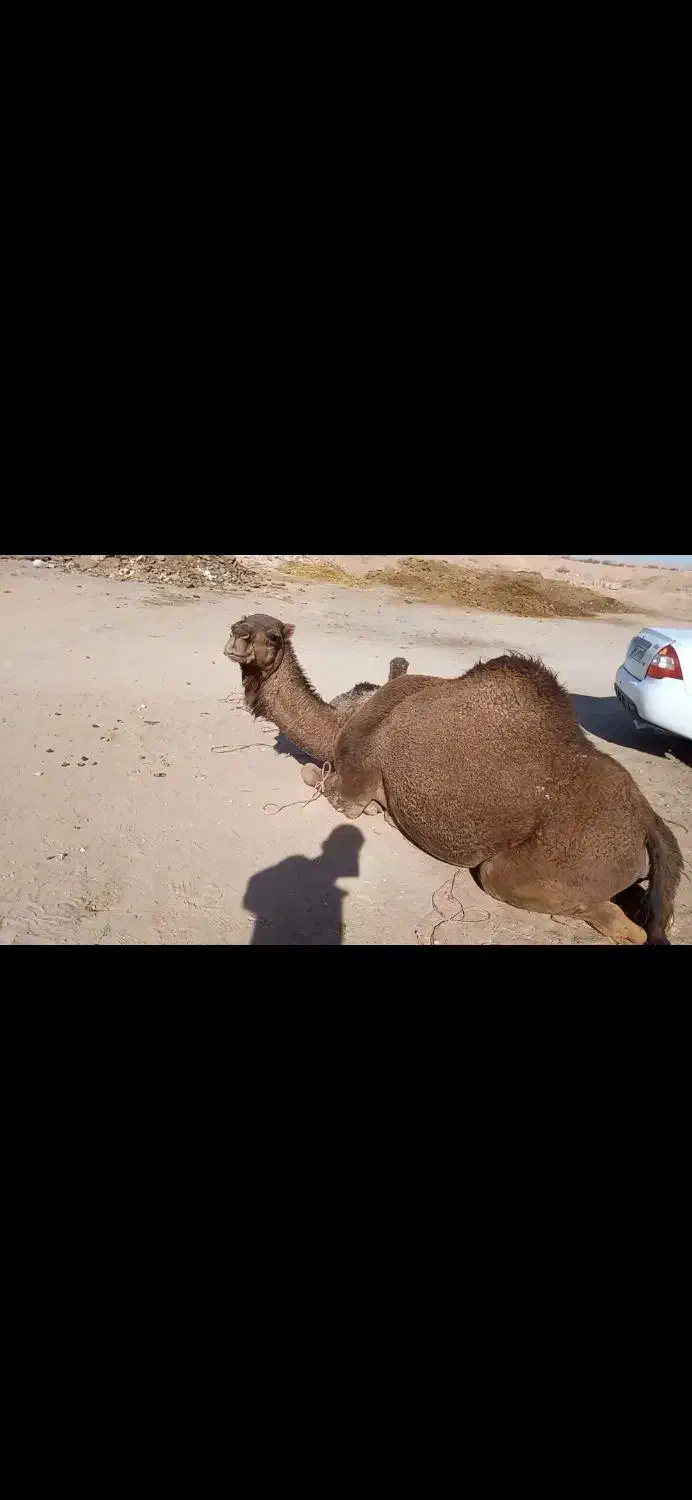 شتر زاییده|حیوانات مزرعه|مروست, |دیوار