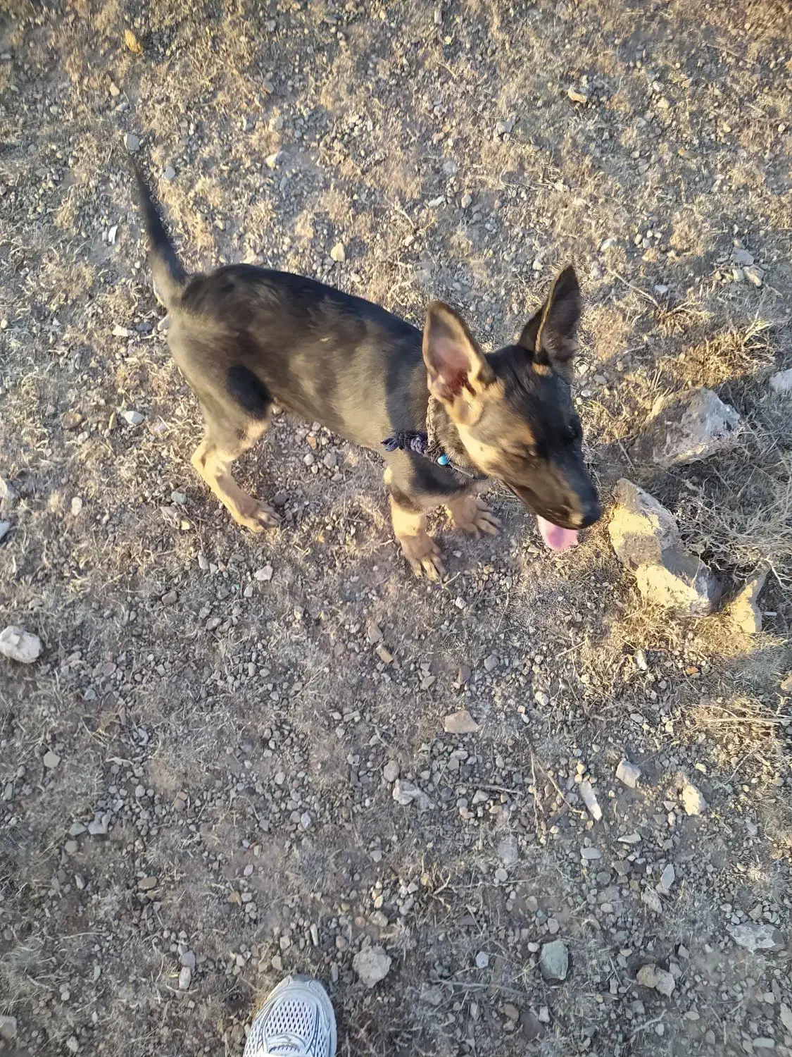 سگ ژرمن|سگ|زنجان, |دیوار