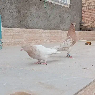 جفت کبوتر کله زرد|پرنده|سربیشه, |دیوار