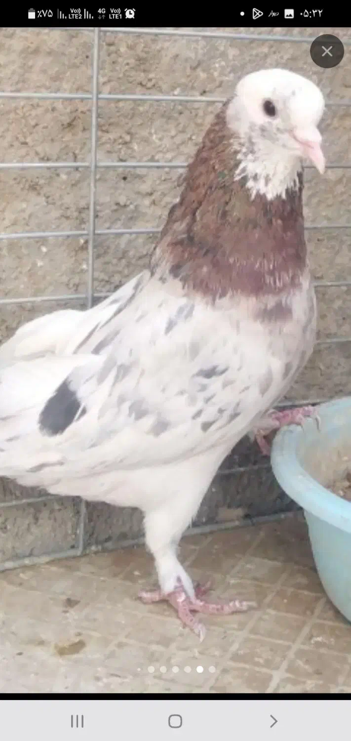 کفترپرشی صاف پروبازیکن(همراه باارسال)|حراج|اشکذر, |دیوار