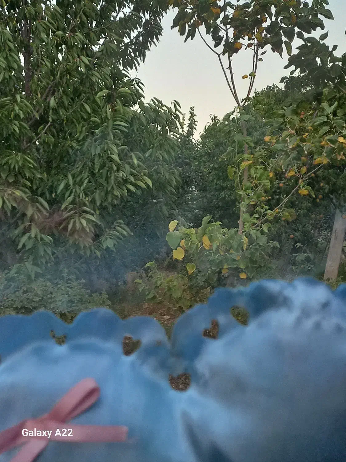 باغ میوه|فروش زمین و ملک کلنگی|خوی, |دیوار