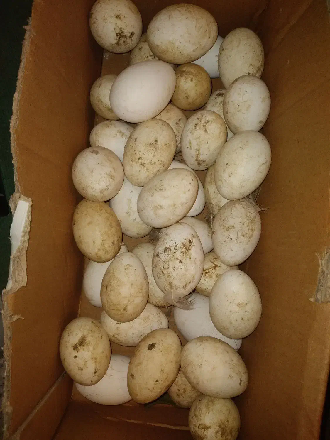 فروش تخم غاز|حیوانات مزرعه|بیرانوند, |دیوار