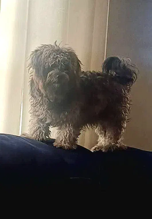 سگ گمشده|حیوانات|نوشهر, |دیوار