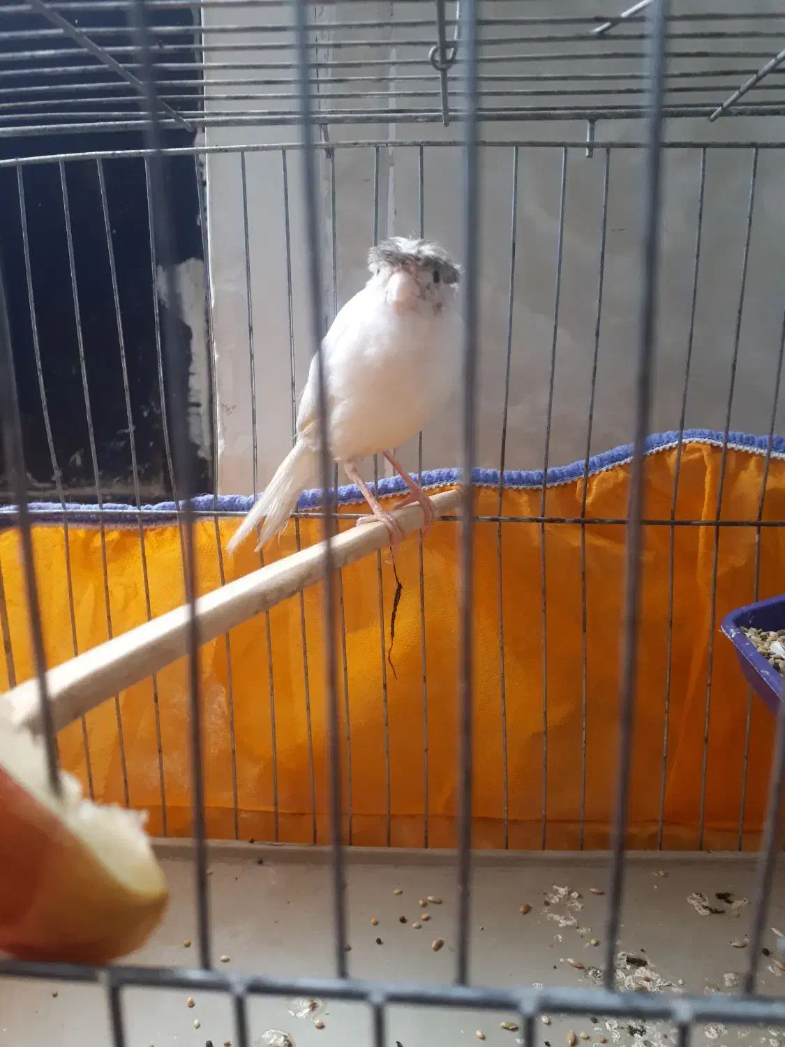 ماده قناری|پرنده|کرمان, |دیوار