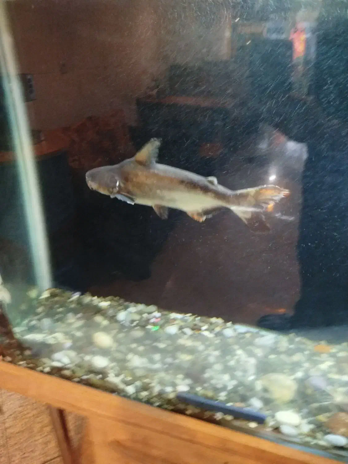 ماهی|ماهی|قروه, |دیوار