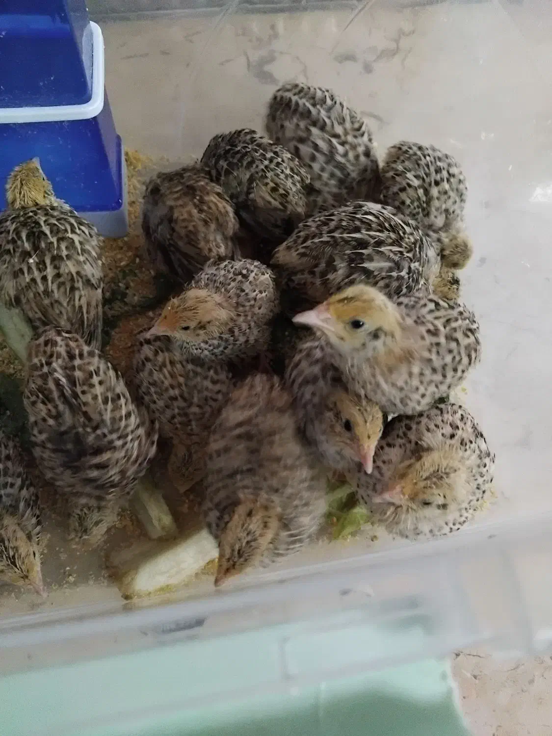 بلدرچین|حیوانات مزرعه|یزد, |دیوار