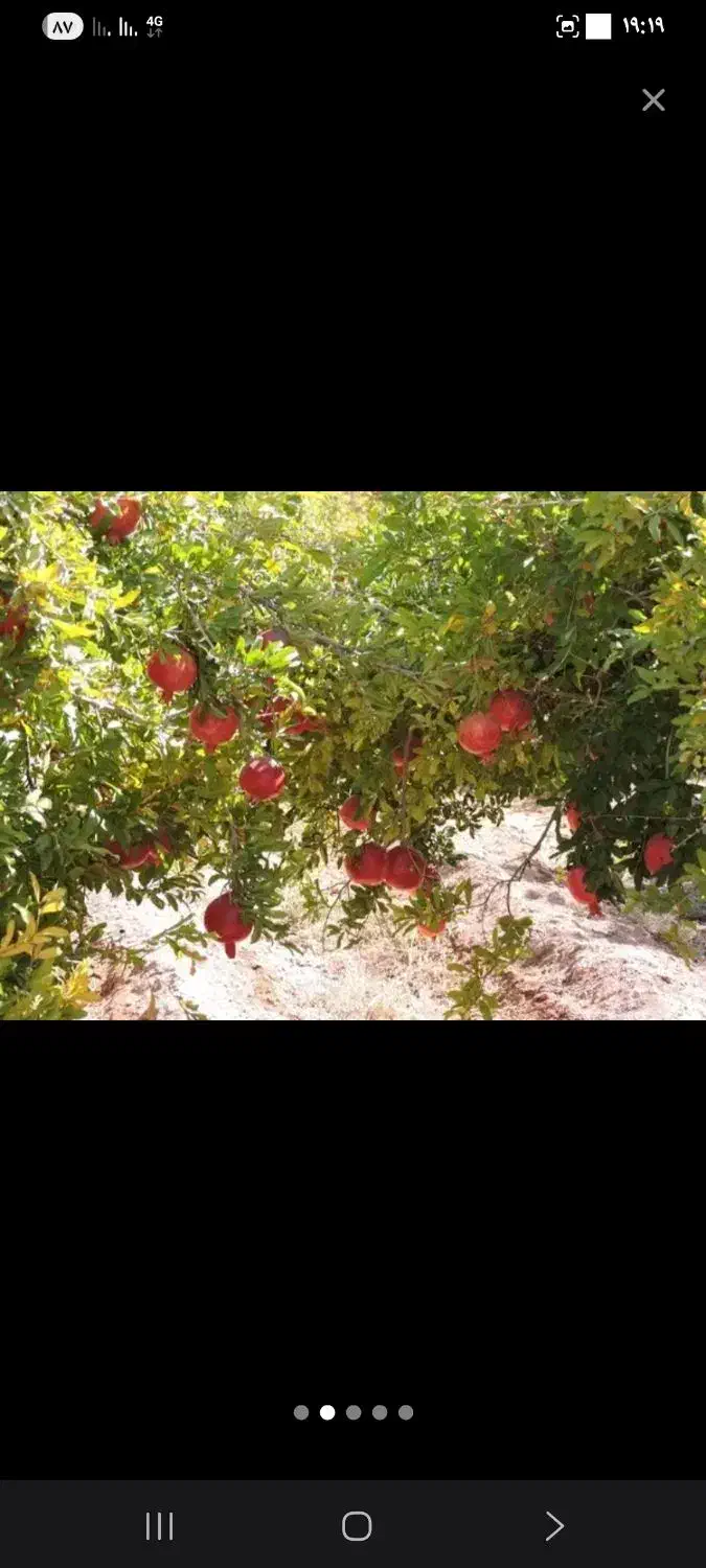 اجاره محصول باغ انار شما ب قیمت روز و چیدمان انار|خدمات باغبانی و درختکاری|شهرضا, |دیوار