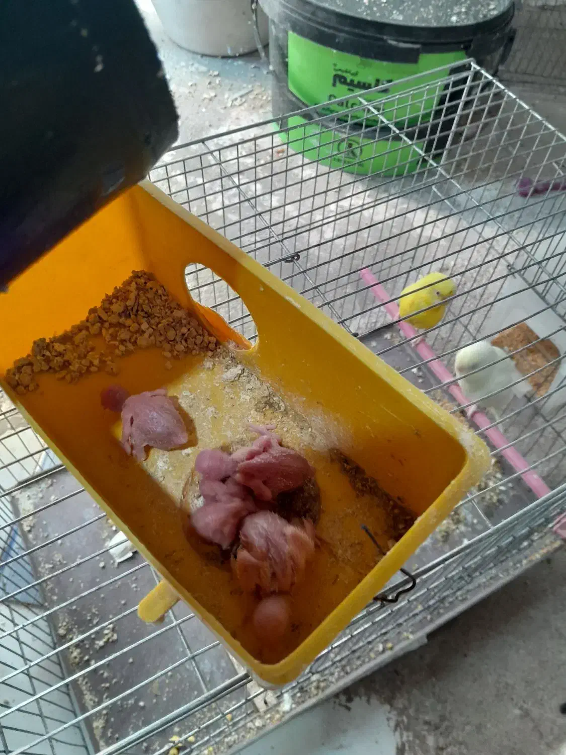 مرغ عشق  بازی تا جوجه معاوضه  با قناری|پرنده|اقبالیه, |دیوار