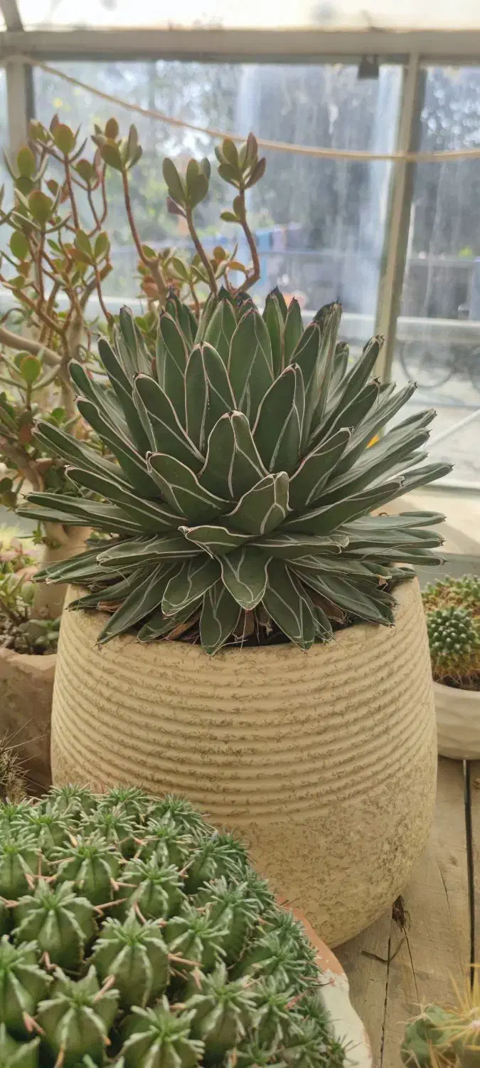 کاکتوس آگاو ویکتوریا مینیاتور|گل و گیاه طبیعی|تهران, ایوانک|دیوار