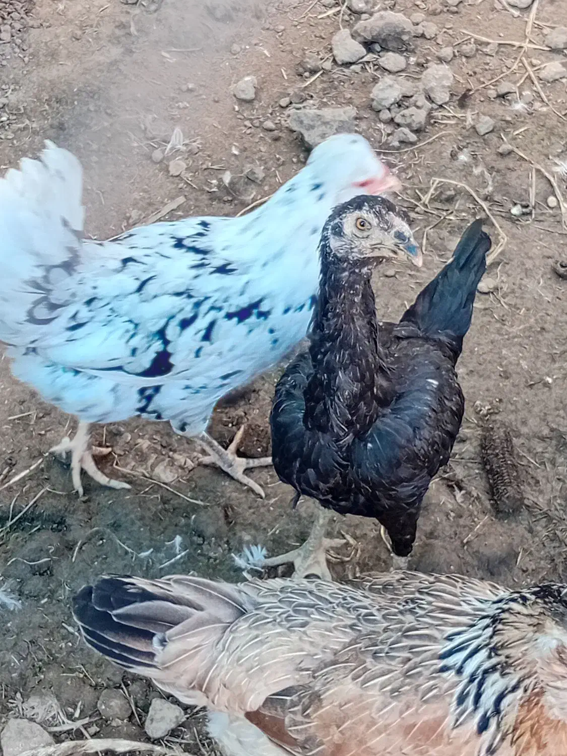 مرغ وخروس گلین جوجه لاری|حیوانات مزرعه|مزرعه کتول, |دیوار