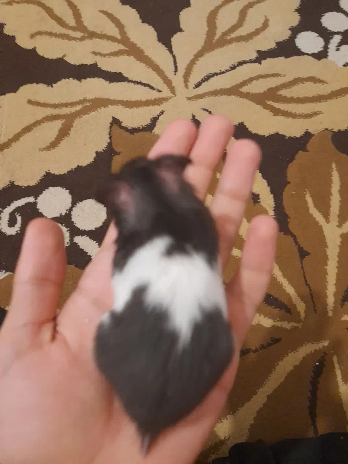 همستر|موش و خرگوش|کرمان, |دیوار