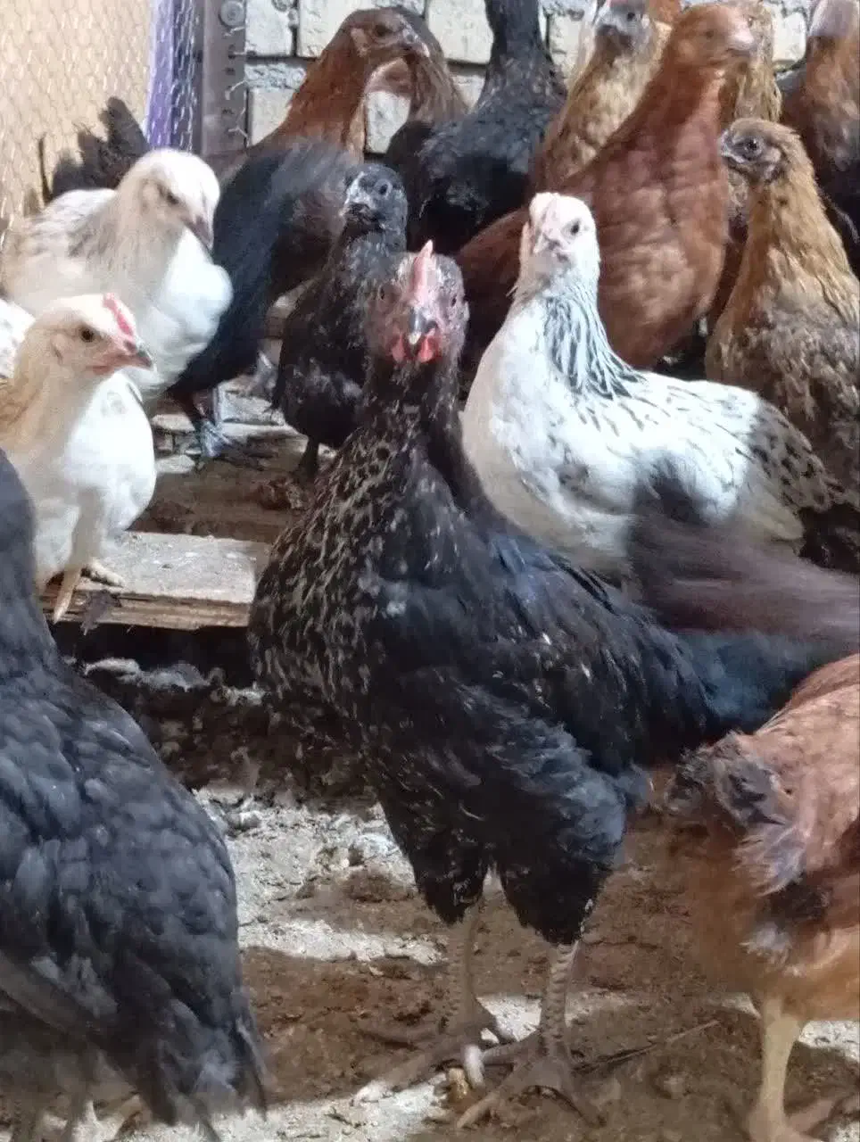 حراج فوری نیمچه مرغ|حیوانات مزرعه|مهریز, |دیوار