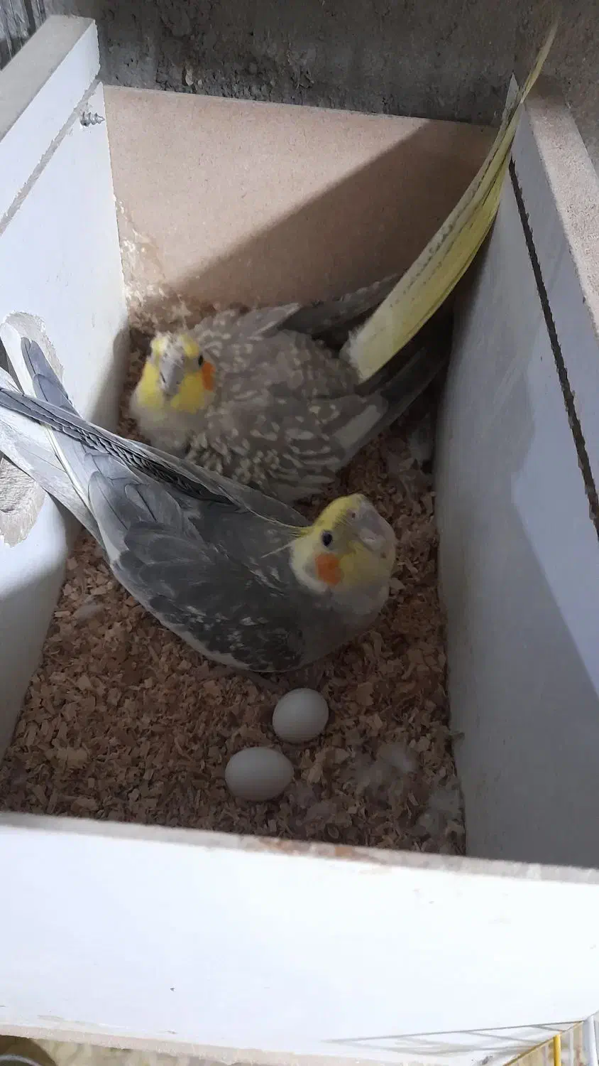 فروش چند جفت عروس مولد رو تخم|پرنده|اسکو, |دیوار