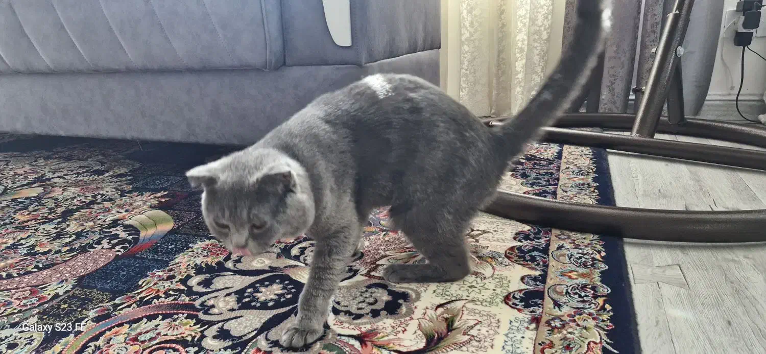 گربه خانگی اسکاتیش خالص|گربه|الوند, |دیوار