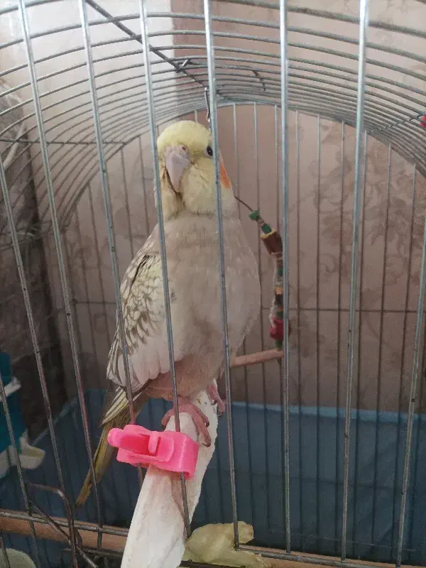 پرنده|پرنده|تهران, شهرک رضویه|دیوار