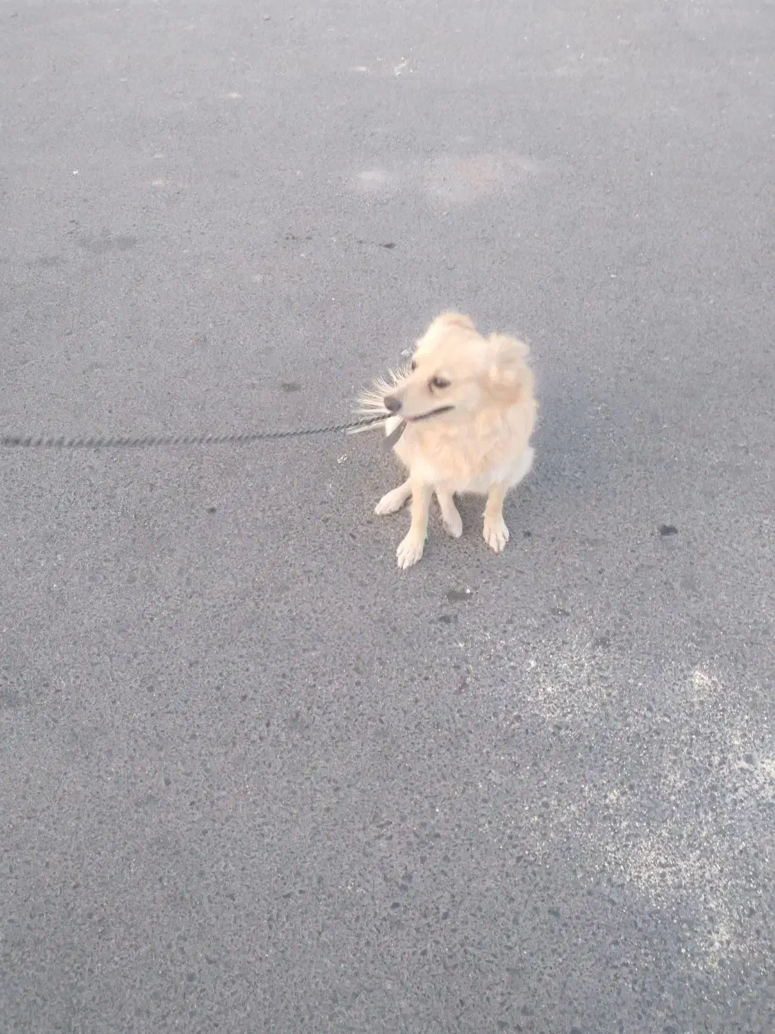 سگ پامر روباهی..ماده.زرنگ وباهوش وخوش رنگ|سگ|بیرجند, |دیوار