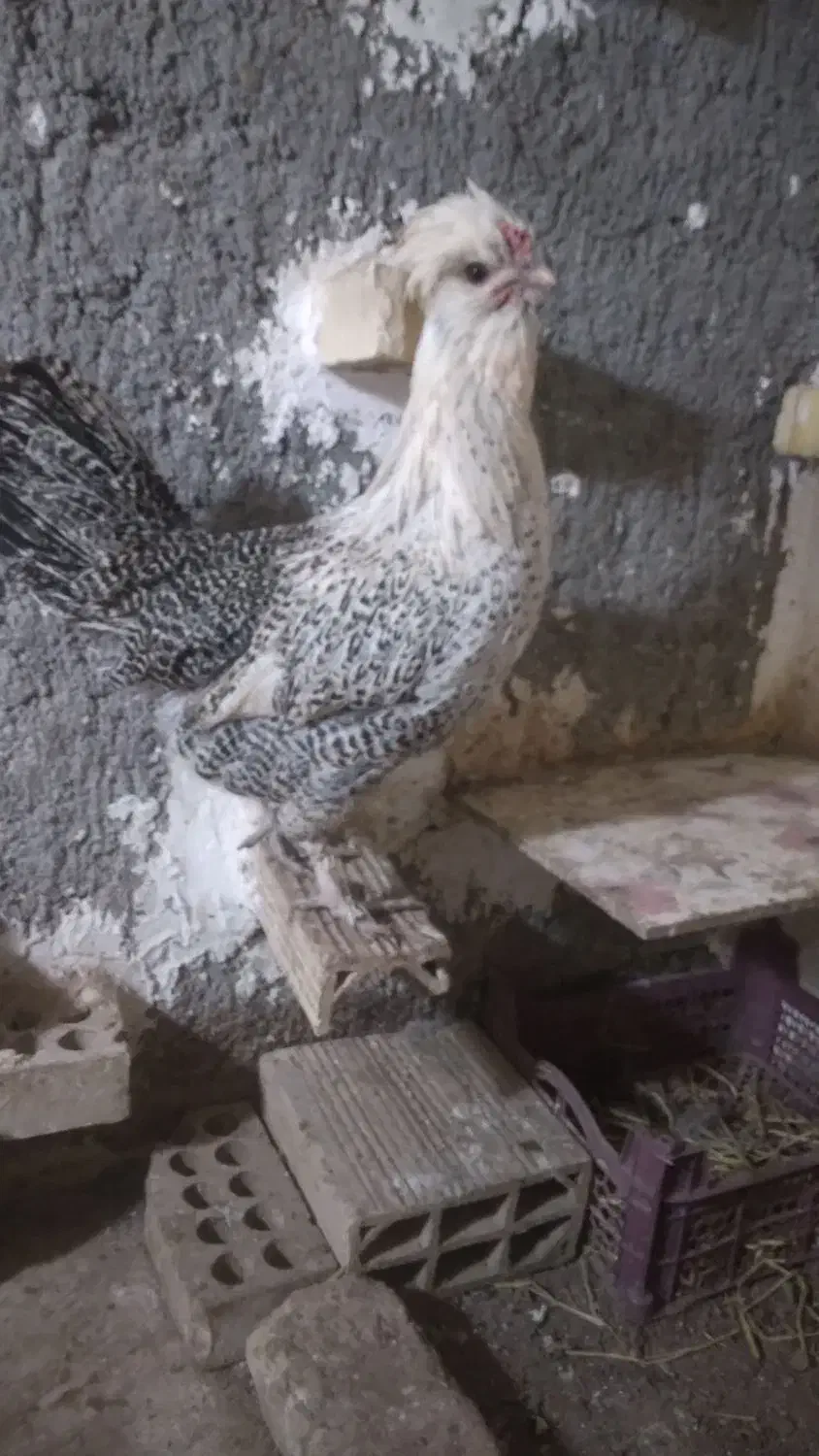 ۱عدد مرغ نژاد دار ۶۰۰ تومان ۱عدد مرغ جنگلی ۴۵۰|حیوانات مزرعه|مشهد, سجادیه|دیوار