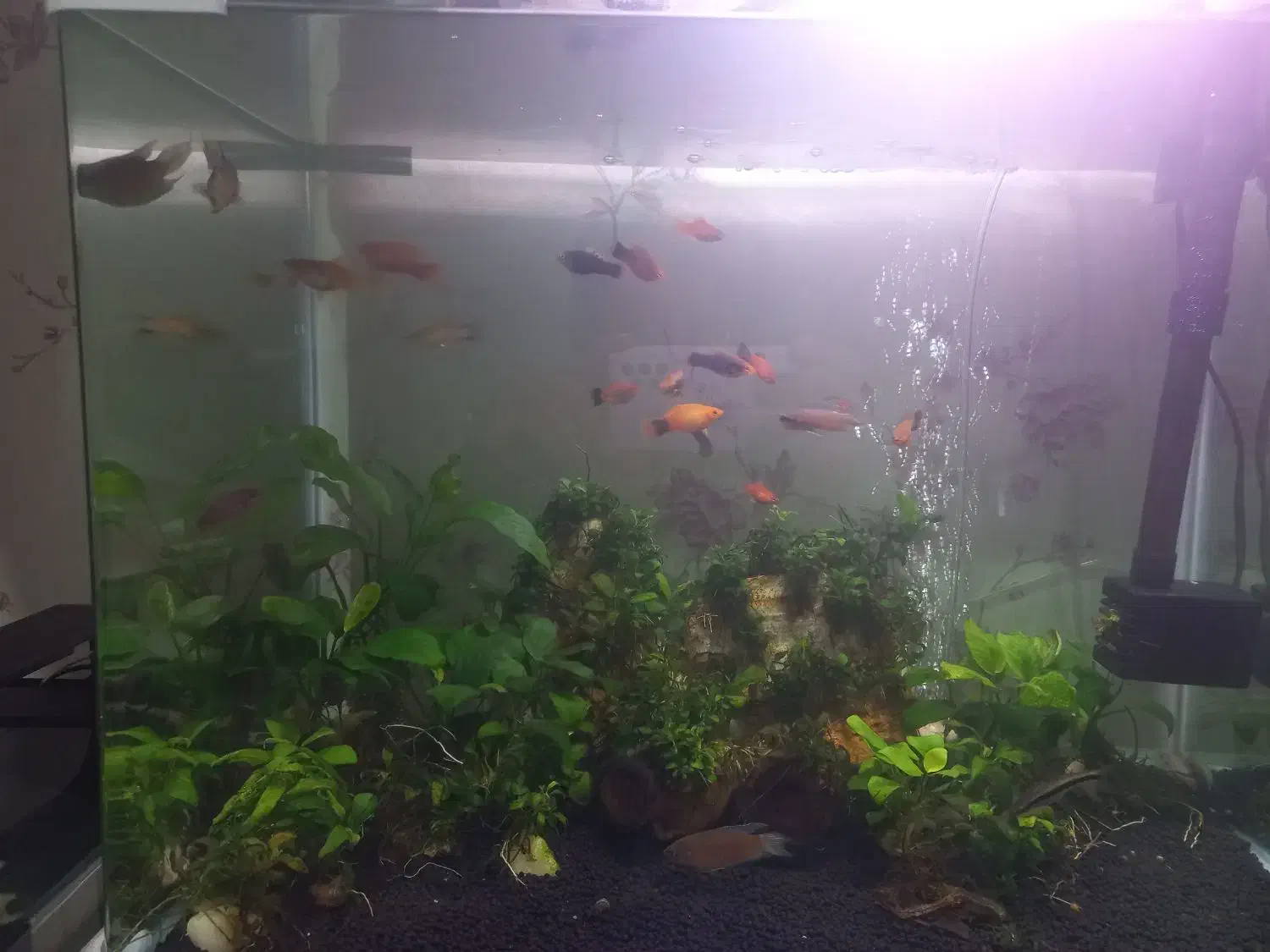 گیاه و خزه|ماهی|چهارباغ, |دیوار