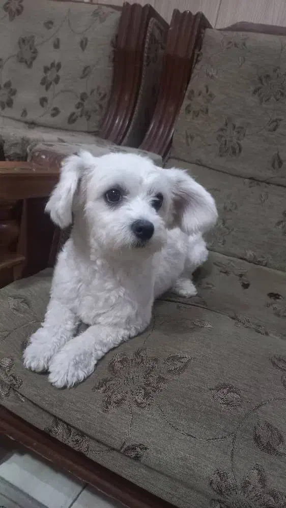 فروش سگ شیتزو تریر|سگ|کرج, برغان|دیوار