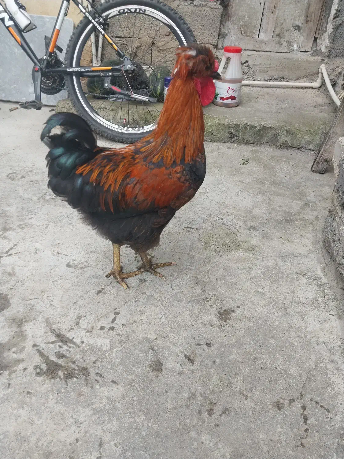 خروس|حیوانات مزرعه|املش, |دیوار