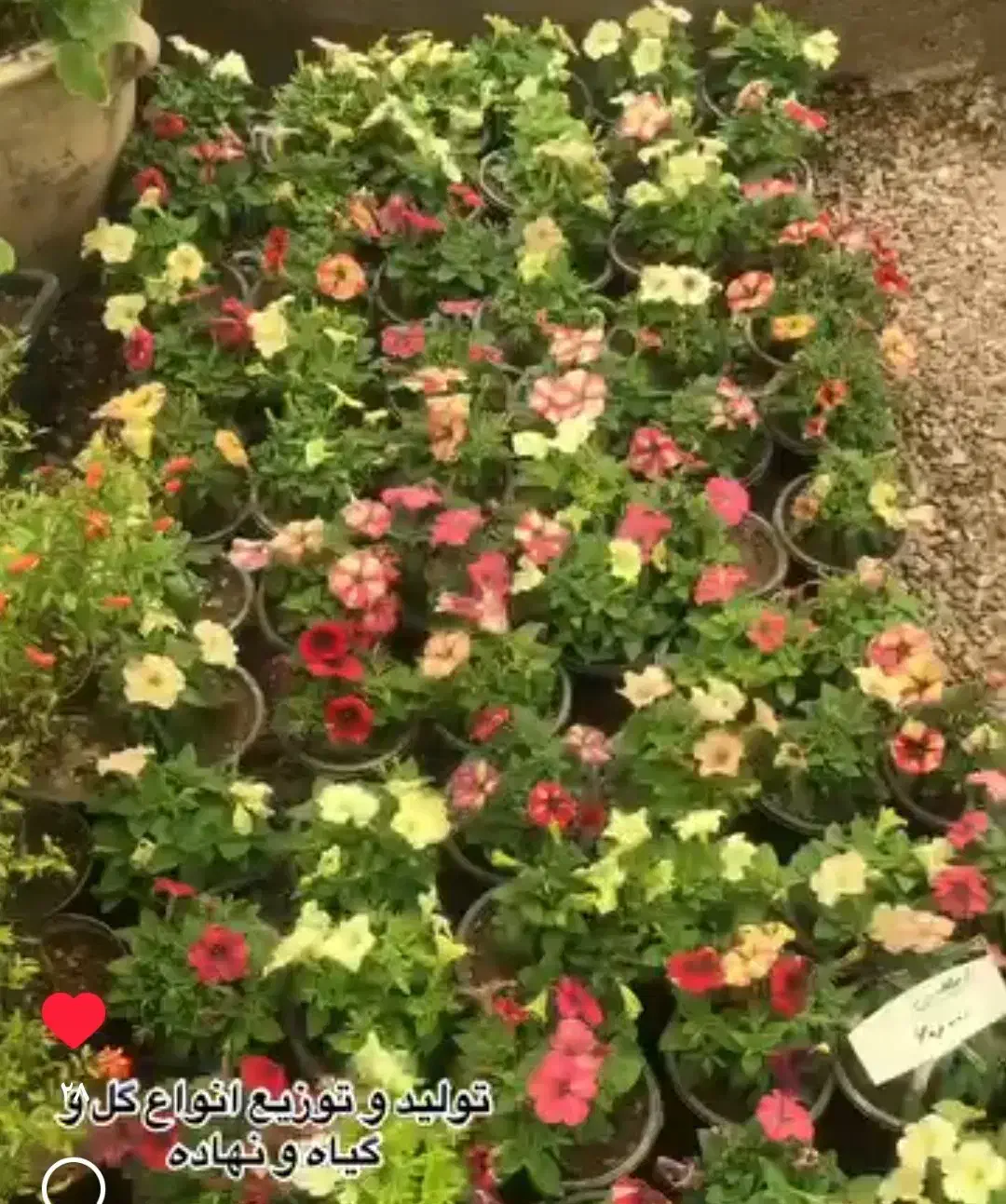 خدمات باغبانی و گیاه پزشکی|خدمات باغبانی و درختکاری|تبریز, |دیوار