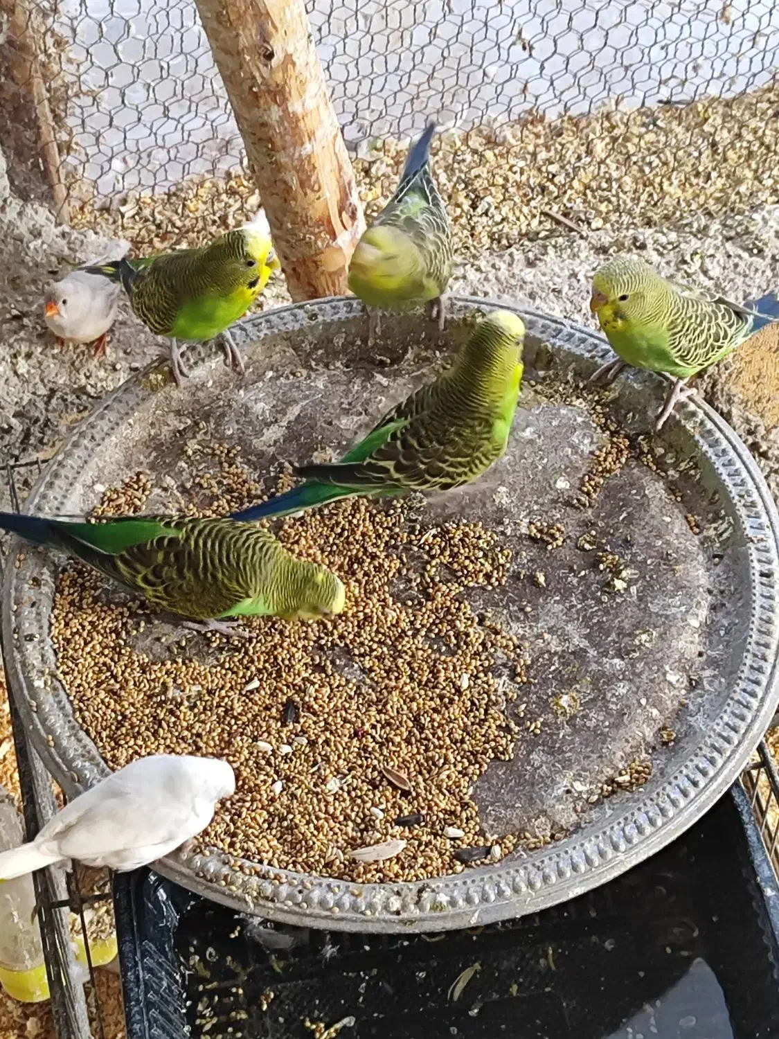 مرغ عشق عروس هلندی و فنچ|پرنده|فیروزکوه, |دیوار