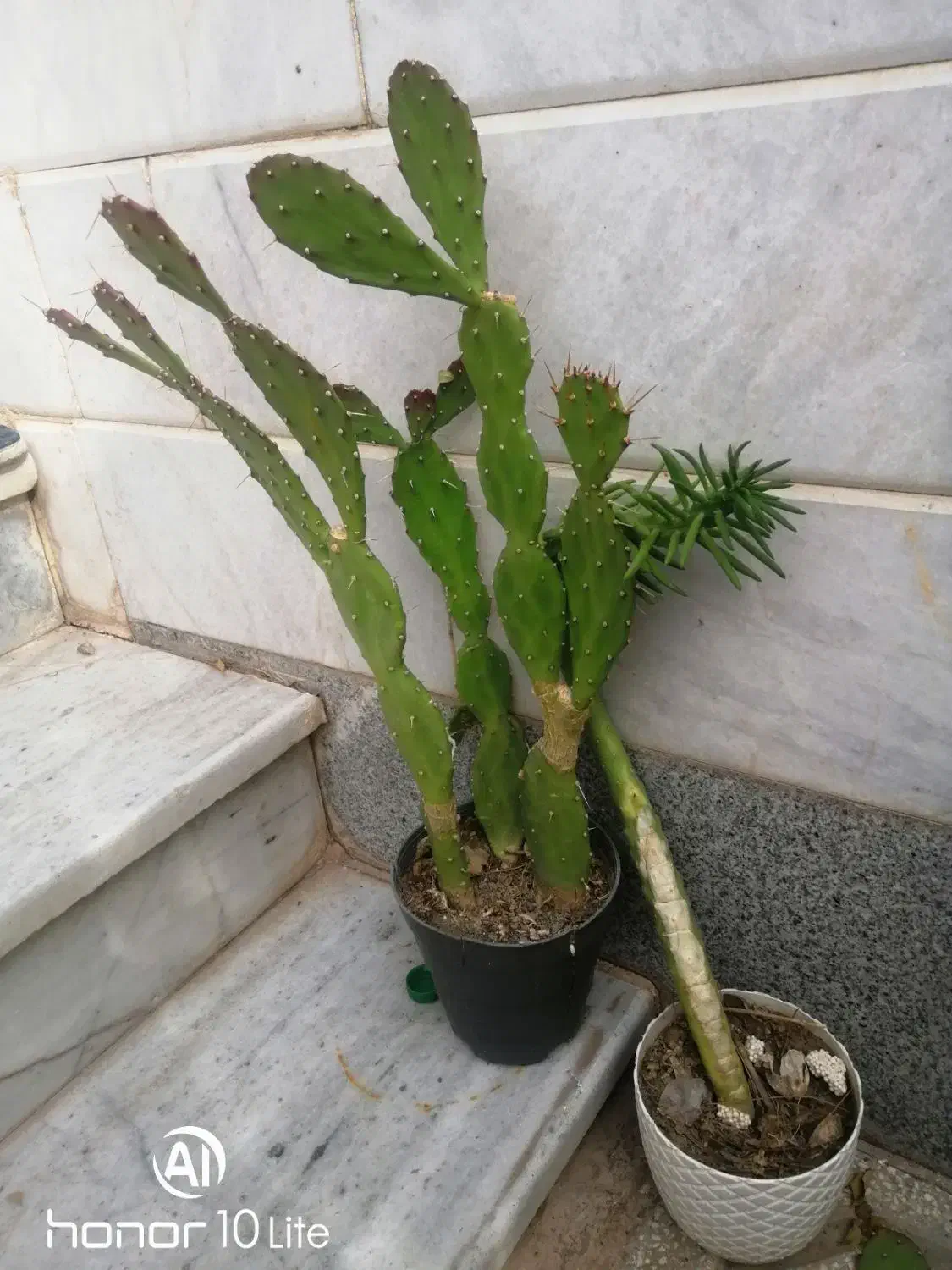 چهار تا گلدان کاکتوس بزرگ توافقی به فروش میرسد|گل و گیاه طبیعی|سبزوار, توحیدشهر|دیوار