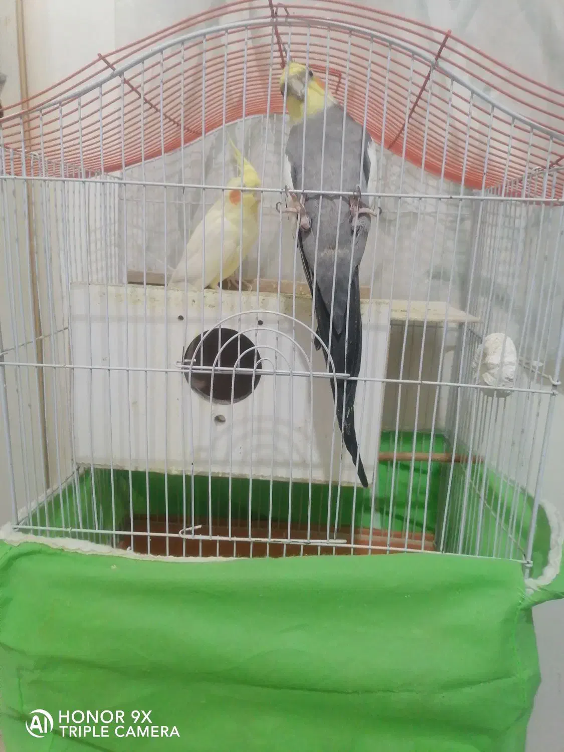 عروس هلندی ماده ونر|پرنده|قزوین, |دیوار