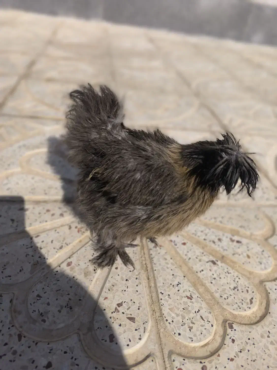 مرغ ابریشمی|حیوانات مزرعه|کرمانشاه, |دیوار