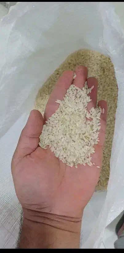 برنج کامفیروزی|خوردنی و آشامیدنی|شیراز, گویم|دیوار