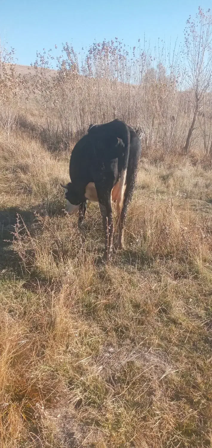 گاو سیمینتال شکم اول یه هفته مونده به زایمان|حیوانات مزرعه|اهر, |دیوار