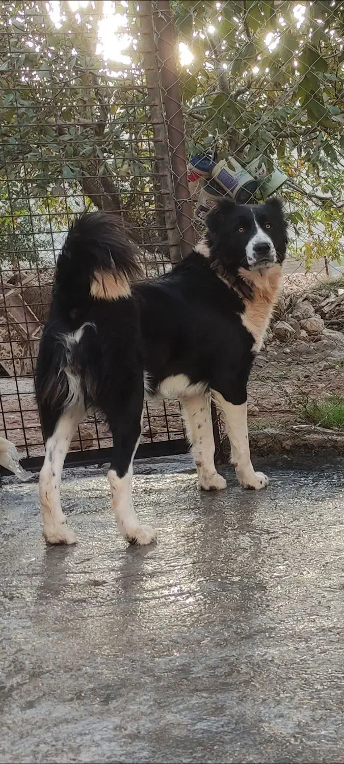 سگ قهدریجانی ماده|سگ|ایوان, |دیوار