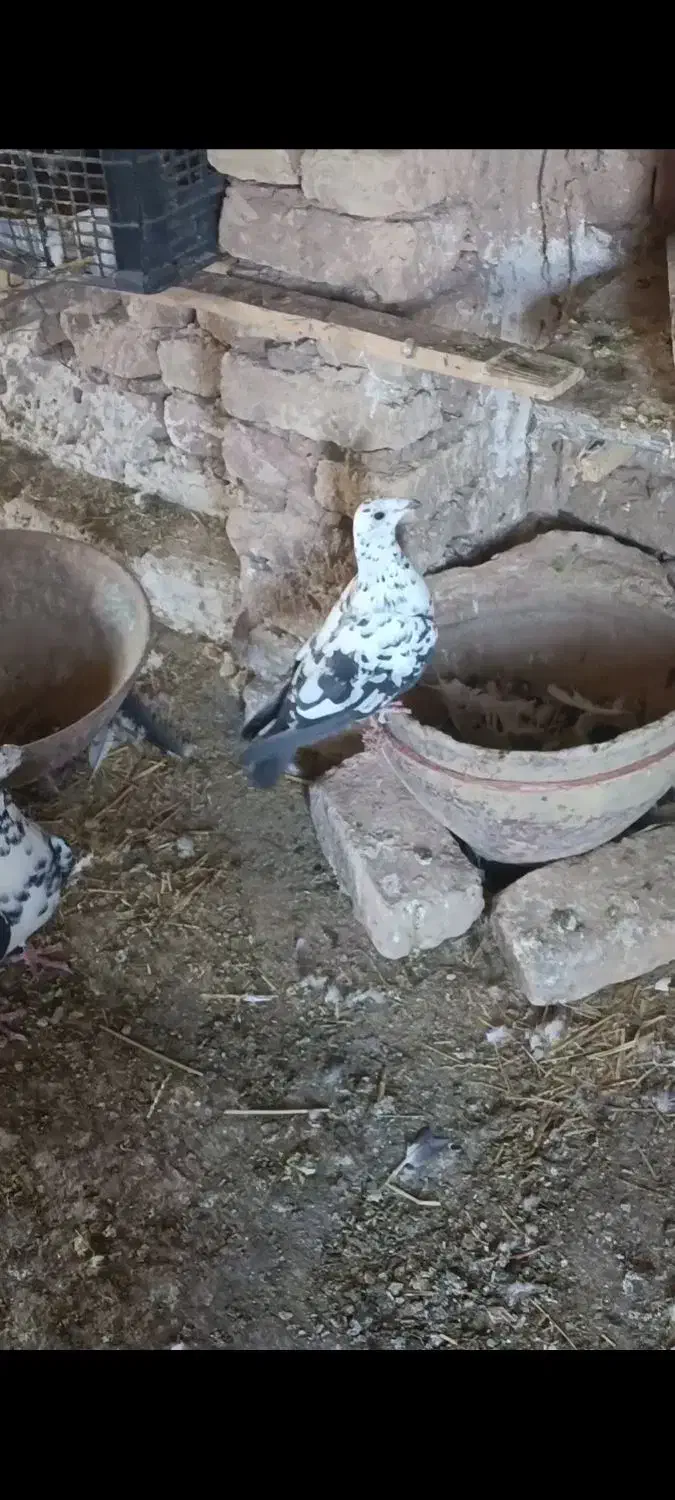 نرو ماده سینه سفید|پرنده|خلیل آباد, |دیوار