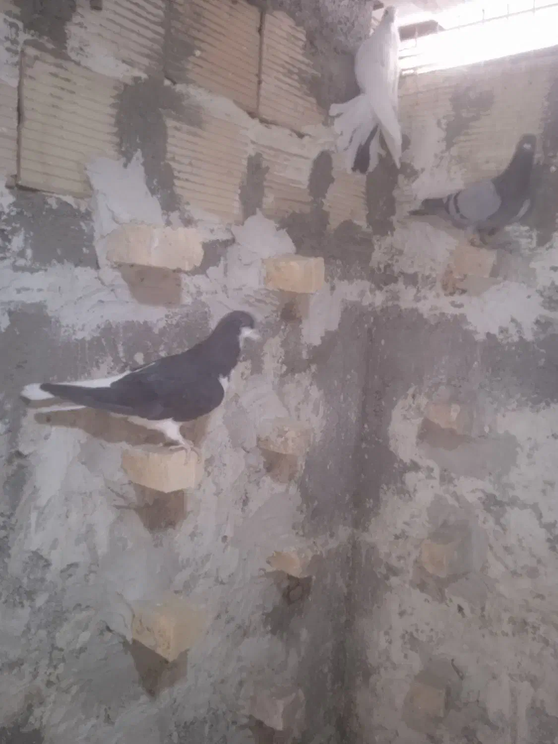 راست سیاه|پرنده|اقبالیه, |دیوار