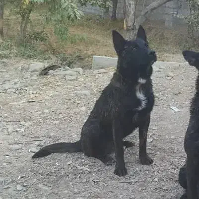 سگ  گمشده سگ مالینویز|حیوانات|ماهدشت, |دیوار